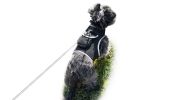 Mini Realtime GSM GPRS Pet Tracker Waterproof Portable Dog/Cat Tracker Size:M
