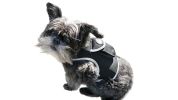 Mini Pet Tracker Collar Mount for Lost Pet Dog & Cat w/ SMS Reporting Size:M