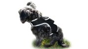 Locate Pet w/ GPS Dog Tracker Collar Mounted Realtime Tracking Device Size:M