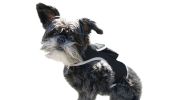 Locate Pet w/ GPS Dog Tracker Collar Mounted Realtime Tracking Device Size:M