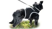 Mini Pet Tracking Collar Wireless Surveillance Security for Cats Dogs Size:M