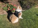 Mini Pet Tracker Collar Mount for Lost Pet Dog & Cat w/ SMS Reporting Size:M