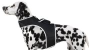 Monitor Dog Position w/ Mini GSM GPRS GPS Realtime Collar Pet Tracker Size:M